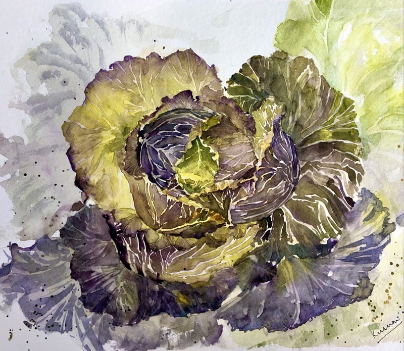A purple cabbage