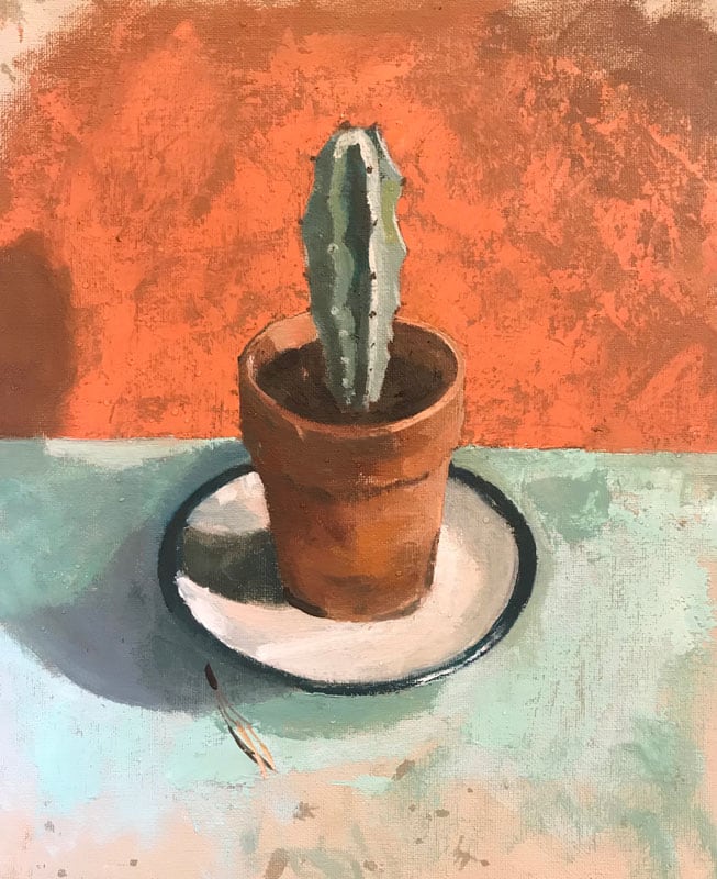 Single cactus in terracotta pot